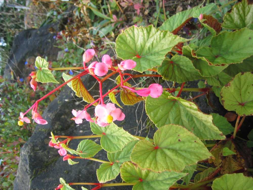 Begonia grandis (Japanisches Schiefblatt, Stauden-Begonie)